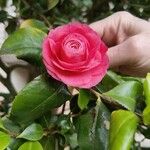 Camellia sasanquaFiore