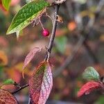 Cotoneaster bullatus 果實