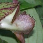Drymonia serrulata Fruto