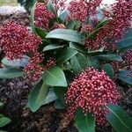 Skimmia japonicaFlower