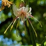 Nabalus albus Floare