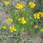 Helenium amarum Habitus