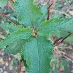 Cistus populifolius Deilen