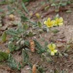 Helianthemum salicifolium Mosusu