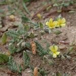 Helianthemum salicifolium Ostatní