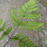 Gymnocarpium dryopteris 叶