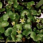 Ranunculus hederaceus Autre