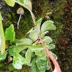 Saxifraga paniculata Blad