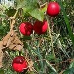 Diplocyclos palmatus Fruit