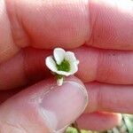 Saxifraga bulbifera Flower