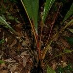 Geonoma macrostachys Хабит