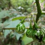 Solanum acerifolium Fruit