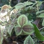 Pilea involucrata Ліст