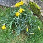 Narcissus bicolor Habit