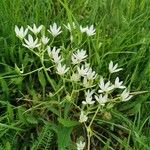 Ornithogalum umbellatumFlor