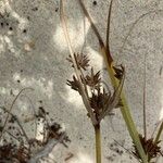 Cyperus ligularis Kukka