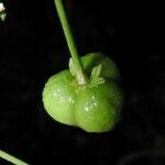 Adelia triloba Fruit