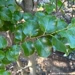 Prunus ilicifolia Leaf