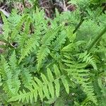 Pteridium aquilinumBlad