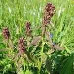 Pedicularis recutita Цветок