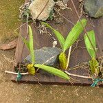 Bulbophyllum lupulinum Habit