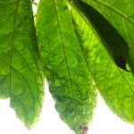 Columnea medicinalis 形態