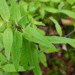 Melampyrum lineare Blatt