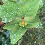 Hypericum androsaemum Blad