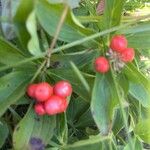 Cornus canadensisFruit