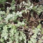 Plecostachys serpyllifolia Other