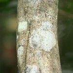 Geniostoma borbonicum Coajă