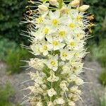 Eremurus robustus Fleur