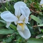 Iris albicans Virág