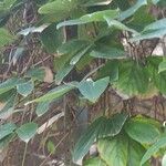 Mucuna macrocarpa 叶