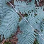 Acacia dealbata Leaf