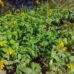 Rudbeckia laciniataTervik taim