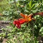 Campsis radicans Blomst