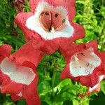 Penstemon hartwegii Çiçek