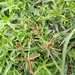 Cyperus squarrosus برگ