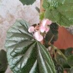 Begonia hirtella Flor