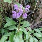 Prunella hastifolia Fula