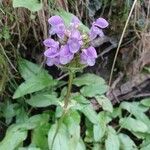 Prunella hastifolia Blüte