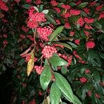 Cotoneaster frigidus Fruit