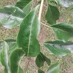 Volkameria eriophylla 葉