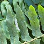 Polystichum acrostichoides Leaf