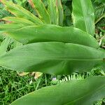 Hedychium flavescens Levél