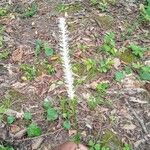 Chamaelirium luteum Fiore