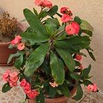 Euphorbia miliiLeaf