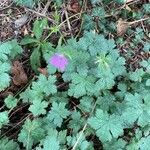 Geranium × oxonianum Foglia