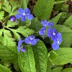 Omphalodes verna Цвят